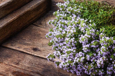 Flowering bush of medicinal thyme on wooden backgroundの写真素材