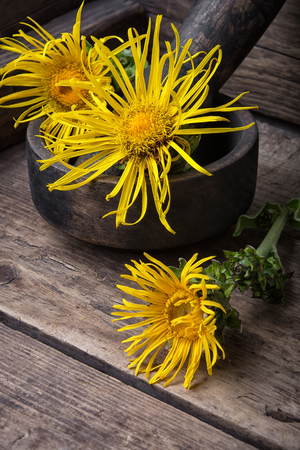Flowers of healing elecampane in mortar with pestleの写真素材