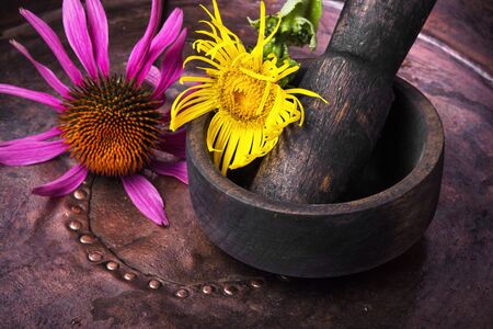 Flowers of healing elecampane in mortar with pestle.Herbs medicine.の写真素材