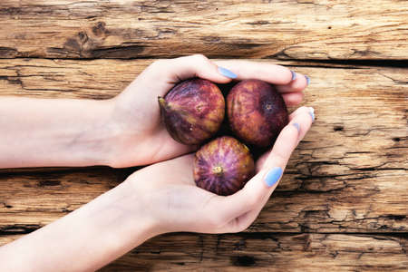 fruits ripe turkey figs in the palmsの写真素材
