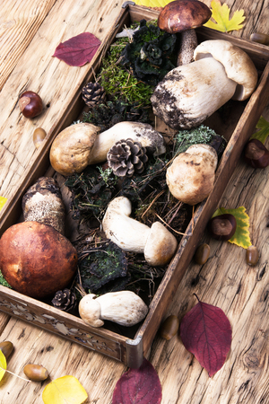 autumn harvest of forest mushrooms in a vintage box with forest moss autumn harvest of forest mushrooms in a vintage box with forest moss
