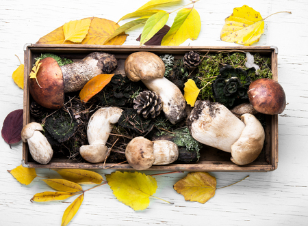 autumn harvest of forest mushrooms in a vintage box with forest moss autumn harvest of forest mushrooms in a vintage box with forest moss