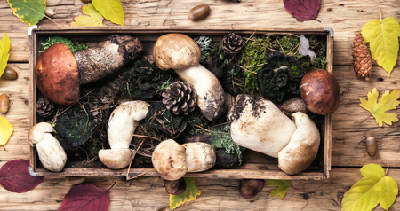 autumn harvest of forest mushrooms in a vintage box with forest moss autumn harvest of forest mushrooms in a vintage box with forest moss