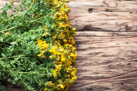 tutsan medicinal useful wild plant on a wooden backgroundの写真素材