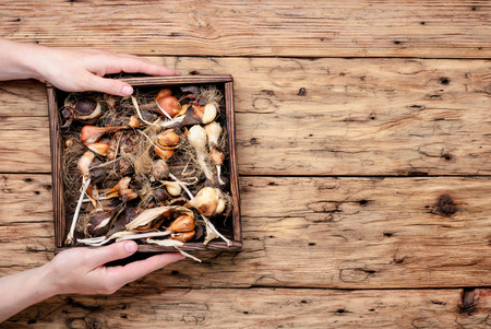 Hands of the peasant with a box of bulbs of plants for plantingの写真素材