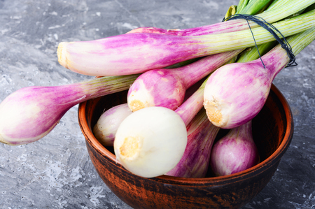 Spring harvest of fresh onions.Green onion.Onions for cookingの写真素材