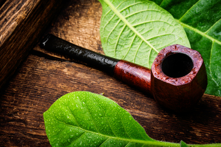 Stylish smoking pipe and not a mature tobacco leafの写真素材