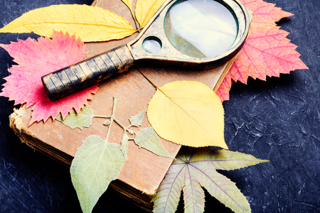 Herbarium of autumn foliage and a magnifying glassの写真素材