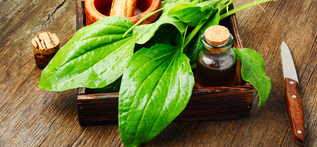 Leaf of greater plantain in box with a mortar and mixtureの写真素材