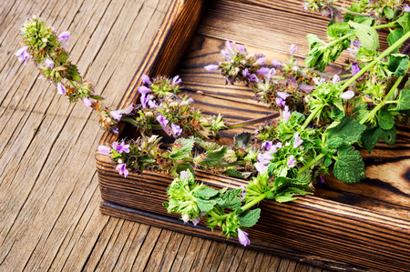Kotovnik or Nepeta is a genus of herbaceous plants of the family.Herbal medicine