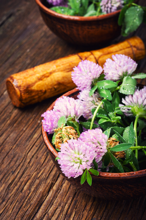 Clover or trefoil flower medicinal herbs.Healing herbsの写真素材