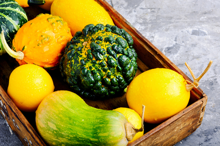 Beautiful autumn seasonal background with pumpkins in box.Autumn nature conceptの写真素材