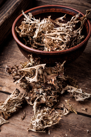 Healing herbs. Icelandic moss in herbal medicine.の写真素材