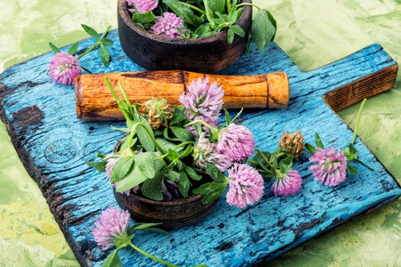 Clover or trefoil flower medicinal herbs.Healing herbsの写真素材