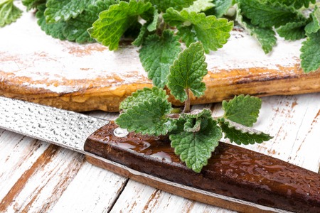 Lemon balm leaves or melissa.Melissa officinalis.Healing herbsの写真素材