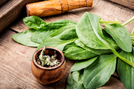 Leaf of greater plantain.Healing herbs.Plantago lanceolata. Family Plantaginaceaeの写真素材