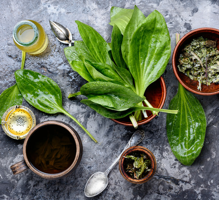 Plantain tea with fresh ribwort plantain leavesの写真素材