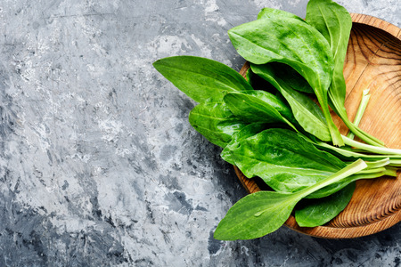 Leaf of greater plantain.の写真素材