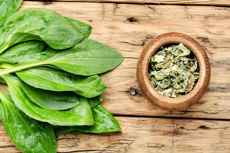 Fresh and dry leaves of plantain.の写真素材