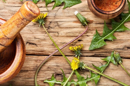 Medicinal plant dandelion or Taraxacum officinale.の写真素材
