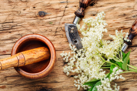 Bloom and leaves of elderflower.Elderberry, flowering medicinal plant.Elder flower on rustic wooden backgroundの写真素材