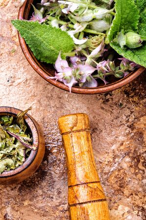 Medicinal herb Salvia officinalis.の写真素材