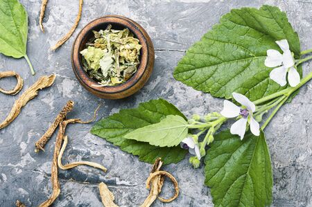 Medicinal plant althaea officinalis and dry roots althaea.Herbal medicine