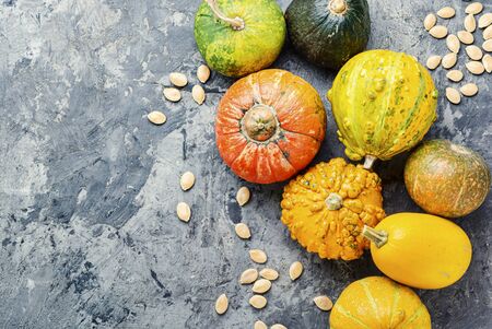 Big set of autumn pumpkins.Autumn symbol.Mini pumpkinの写真素材