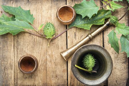 Datura in retro brass mortar with pestle.Medicinal plant daturaの写真素材