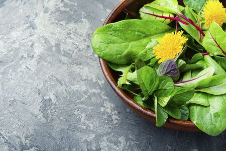Salad with greens and dandelions.Spring salad with spinach and dandelion.の写真素材