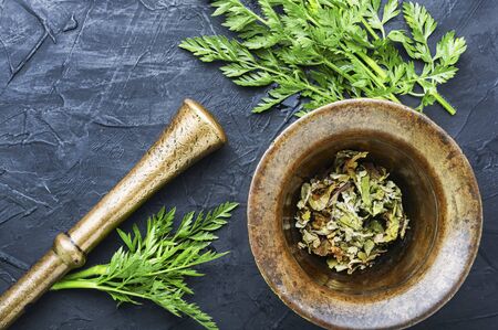 Healing properties of wild carrots in herbal medicine.Fresh medicinal,healing plants.の写真素材
