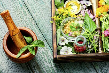 Fresh medicinal,healing herbs.Alternative medicine herbal.Natural herbal medicineの写真素材