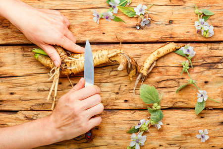 Althaea root or rhizome and healing tincture.Medicinal herbs and plants.の写真素材