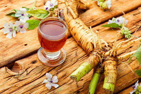 Althaea root or rhizome and healing tincture.Medicinal herbs and plants.の写真素材