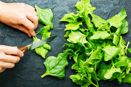 Fresh green baby spinach leaves in handsの写真素材