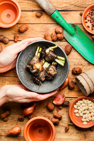 Set of plant seeds, bulbs, flower pots and garden toolsの写真素材