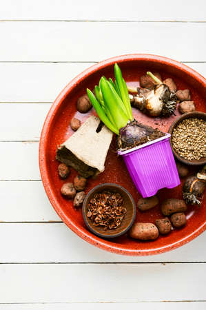 Hyacinth sprout, plant seeds and garden tools. Spring garden concept