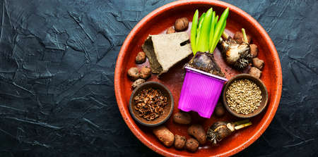 Hyacinth sprout, plant seeds and garden tools.Planting spring flowersの写真素材