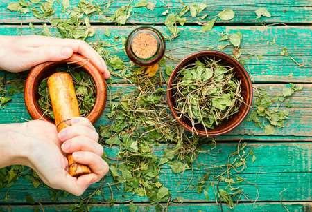 Orthilia secunda perennial medicinal plant popular in herbal medicine.Herbalist.Healing herbs