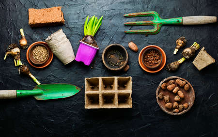 Hyacinth sprout, plant seeds and garden tools. Spring garden background