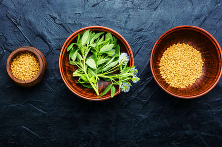 Fenugreek seeds with fresh plant.Herbal medicine.Fenugreek leaves with flowersの写真素材