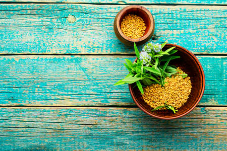 Fenugreek seeds with fresh plant. Space for textの写真素材