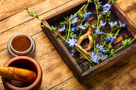 Chicory root and chicory flowers on rustic wooden background.Wild plant in alternative medicine.Cichorium intybusの写真素材