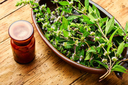 Fresh foliage blooming mint, peppermint leaves. Mint leaves in herbal medicineの写真素材