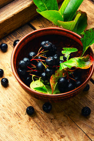 Bunches of fresh chokeberry. Herbal medicine and homeopathyの写真素材