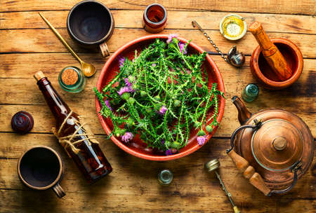 Milk thistle or Silybum marianum in in herbal medicineの写真素材
