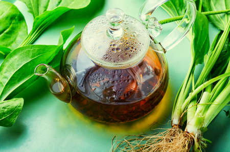 Healing plantain tea. Glass teapot with herbal plantain tea. Natural herbal medicineの写真素材