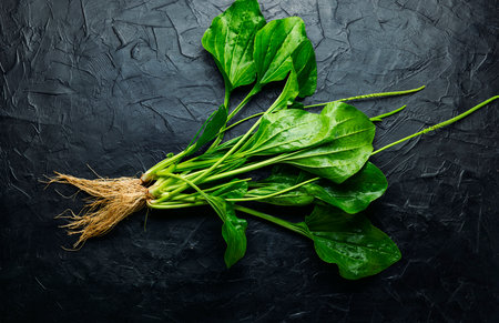 Plantain leaf in alternative medicine. Healing potion, herbal medicine.Broadleaf plantain leavesの写真素材