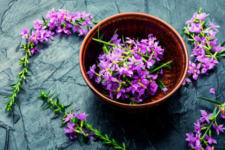 Ivan tea in a clay bowl. Blooming willow herb in herbal medicine.の写真素材