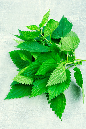 Fresh nettle bunch on light background. Herbal medicine, healing.の写真素材